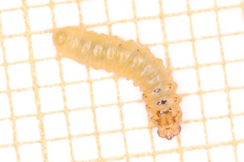 Réf. 267 646 : Profenusa thomsoni